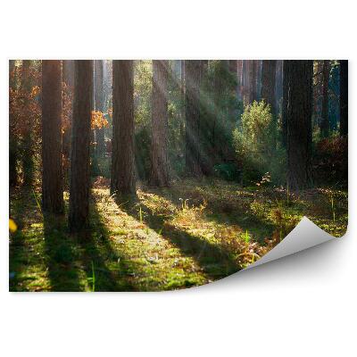 Okleina ścienna Jesień las mgła