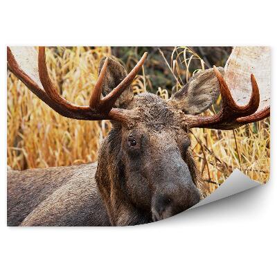 Okleina ścienna Samiec łosia wśród traw