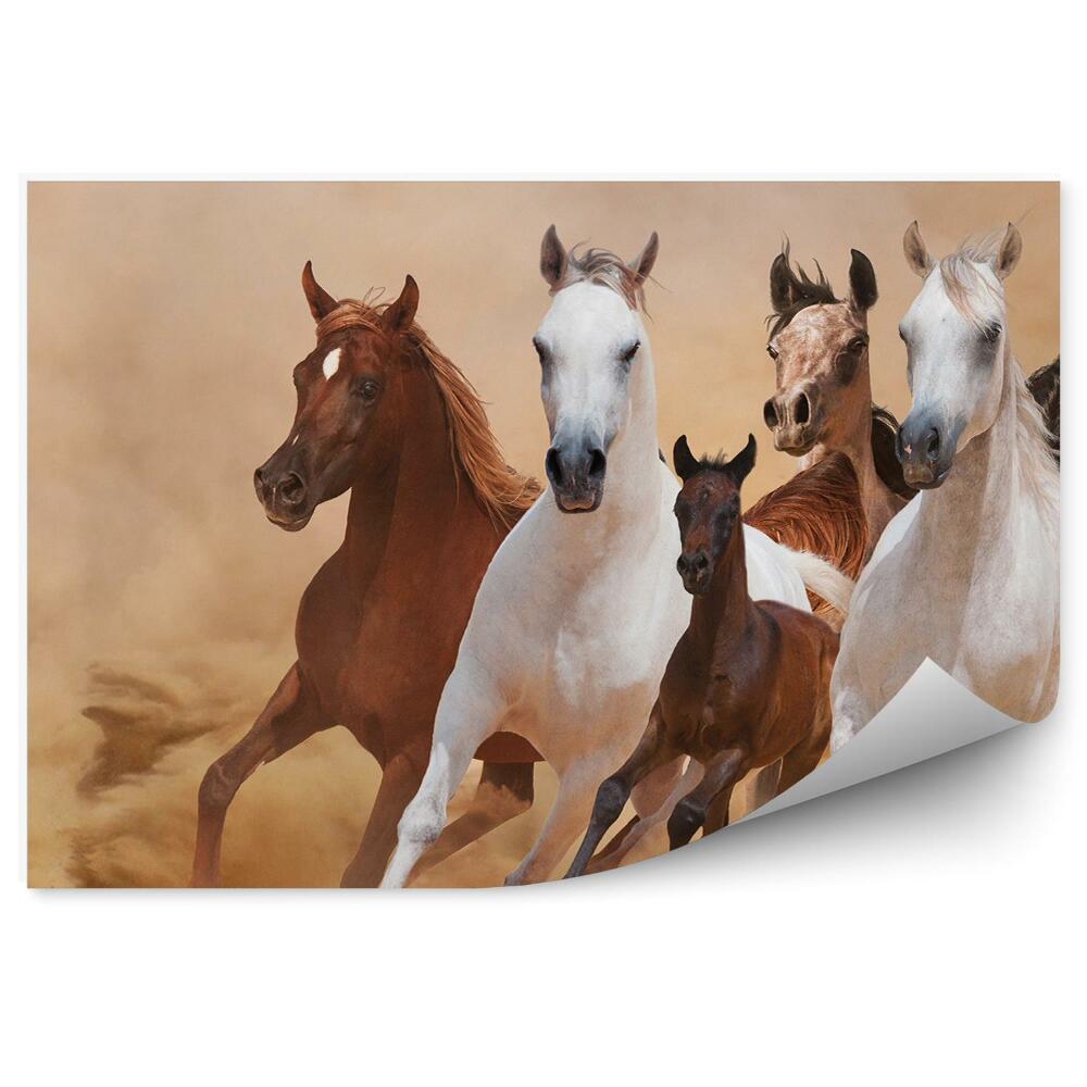 Fototapeta Biegnące konie źrebak stado piasek dym kurz