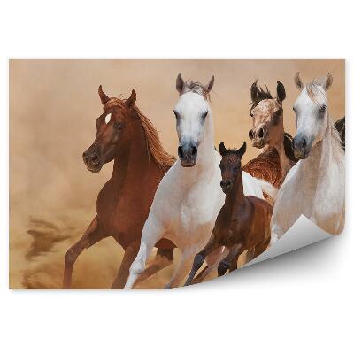 Fototapeta Biegnące konie źrebak stado piasek dym kurz