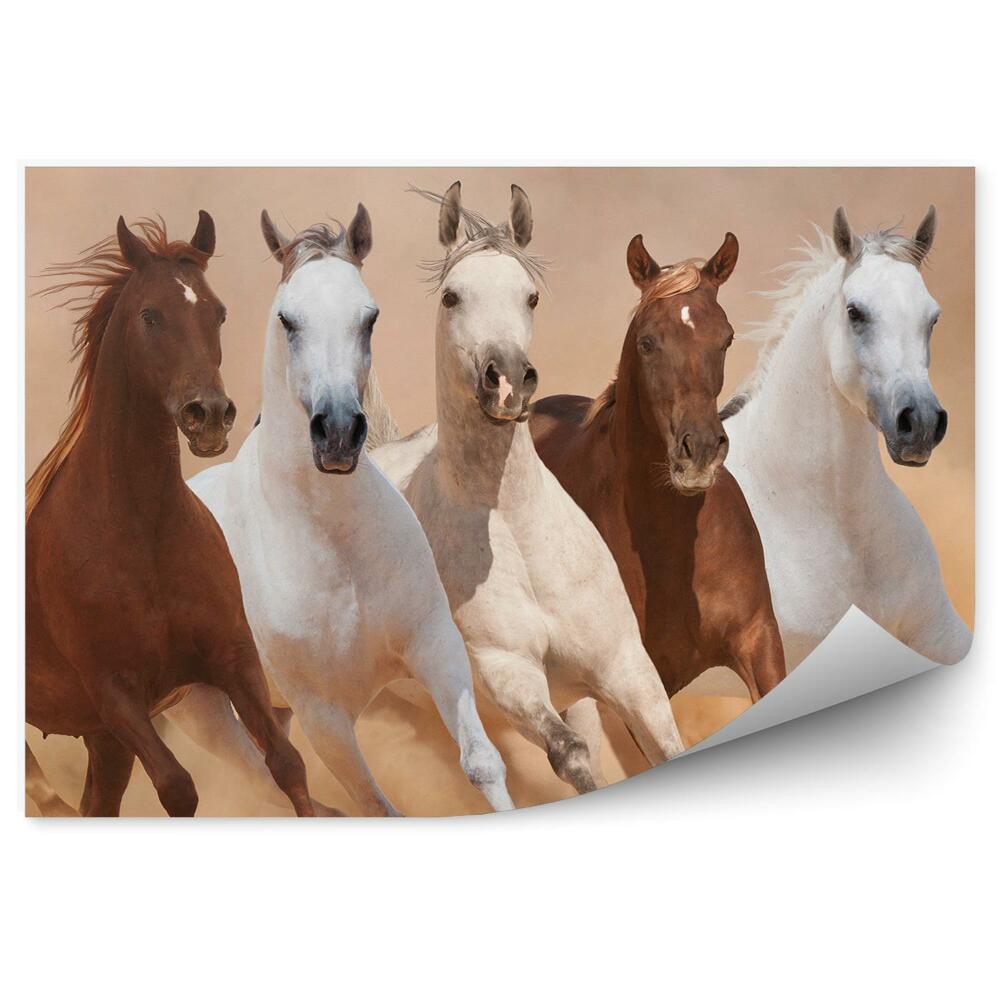 Fototapeta Stado koni biegnących po piasku kurz dym