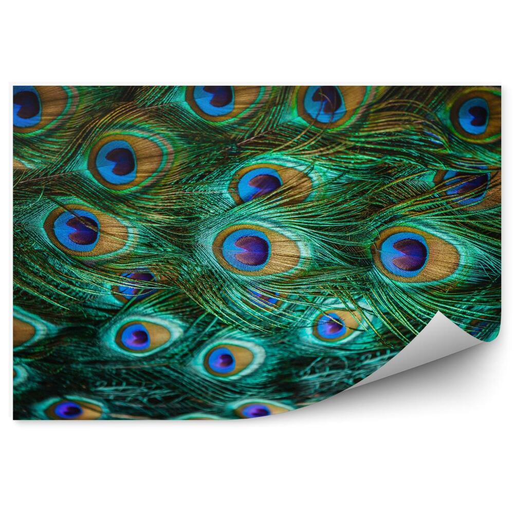 Fototapeta Kolorowe pawie pióra