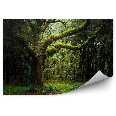 Fototapeta Piękny zielony las