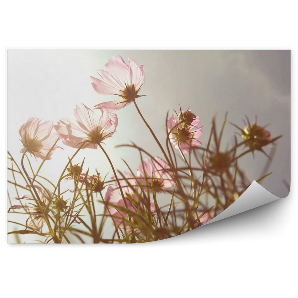 Fototapeta na ścianę Kwiaty w czasie zachodu słońca