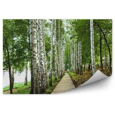 Okleina ścienna Las brzozowy trawa ścieżka alejka