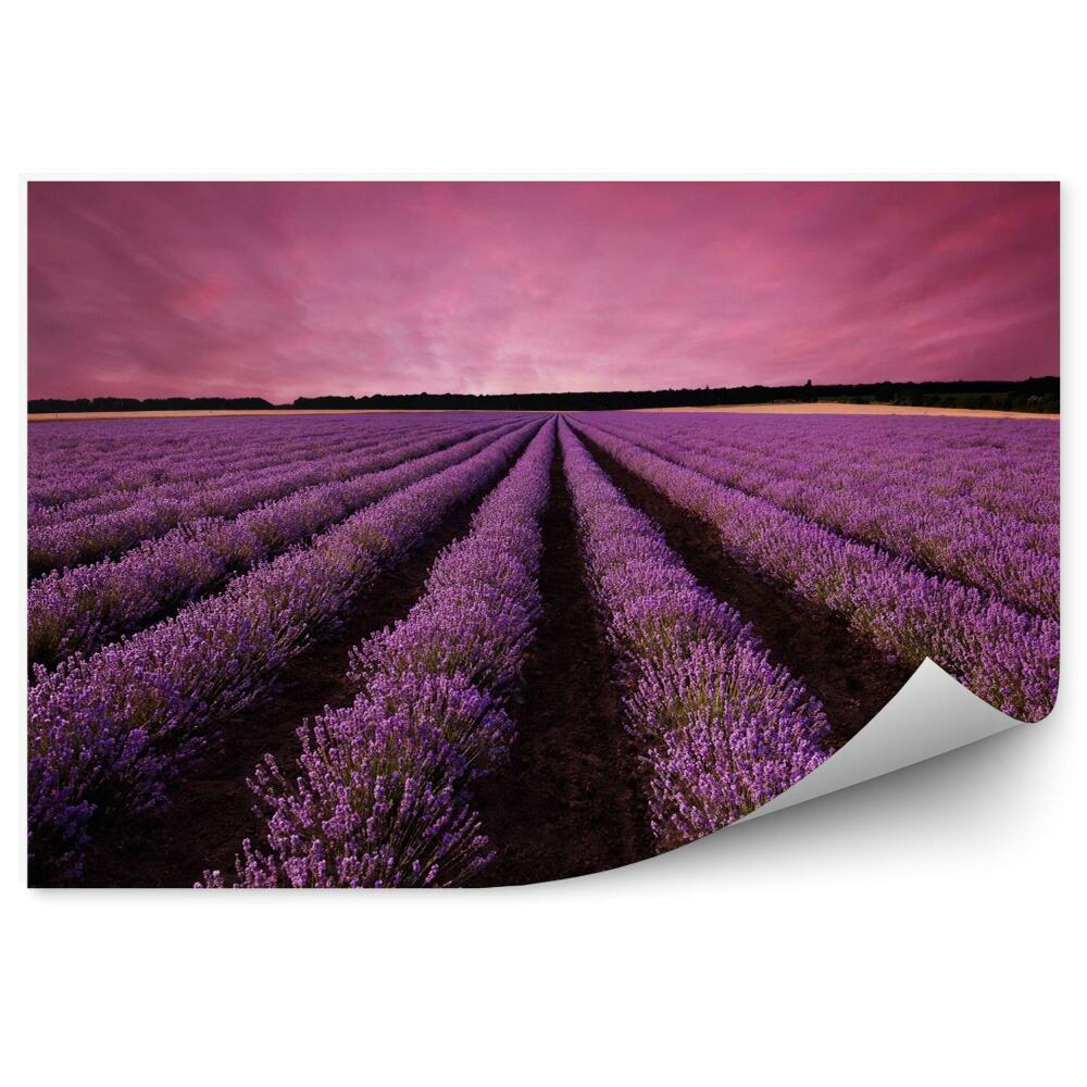 Fototapeta Oszałamiający krajobraz pola lawendy na zachodzie słońca