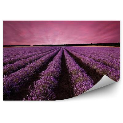 Fototapeta Oszałamiający krajobraz pola lawendy na zachodzie słońca