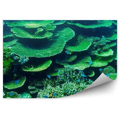 Fototapeta Rafa koralowa malediwy zieleń ryby