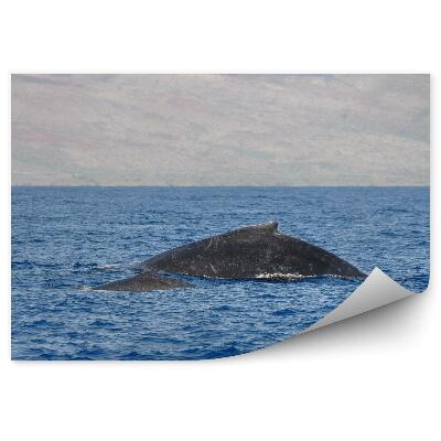 Fototapeta humbaki ocean Hawaje