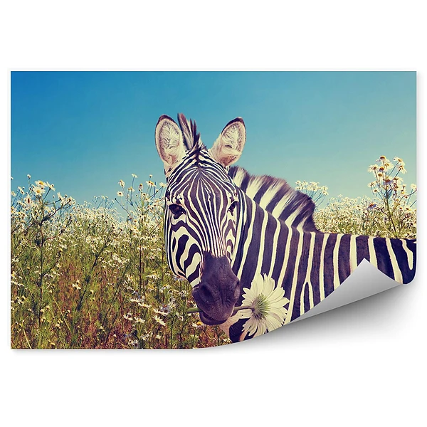 Fototapeta Zebra wśród rumianku
