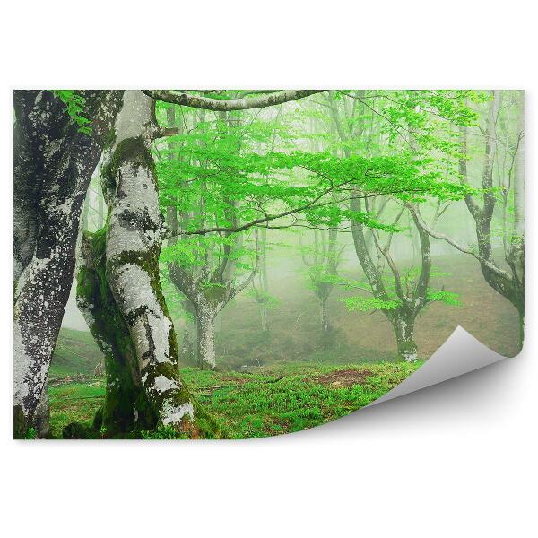 Fototapeta na ścianę Brzozy omszone wiosna zamglony las