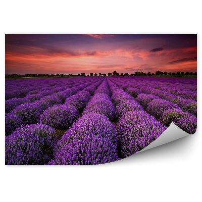 Fototapeta Oszałamiający krajobraz z polem lawendowym o zmierzchu