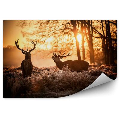 Fototapeta Jelenie w porannym słońcu.