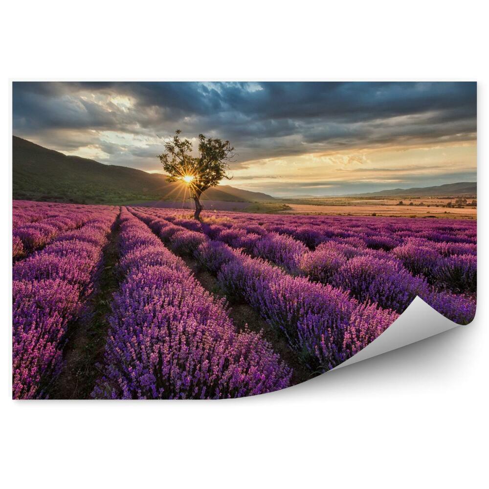 Fototapeta Wspaniały krajobraz z lawendowego pola na wschód słońca