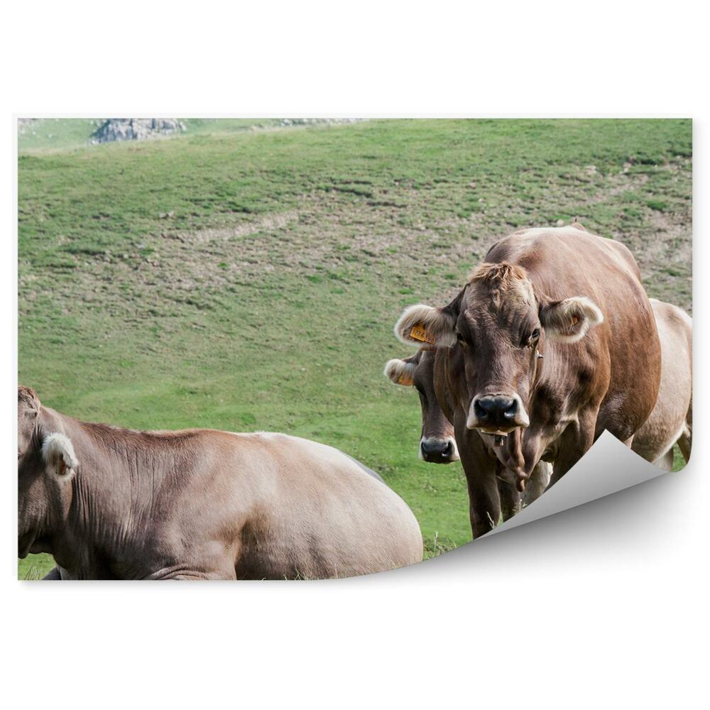 Okleina ścienna Bydło krowy Hiszpania polana trawa