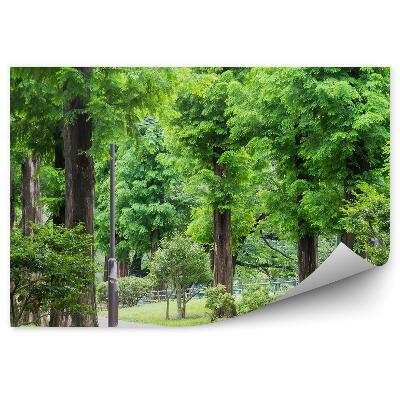 Okleina ścienna Deptak park drzewa zieleń