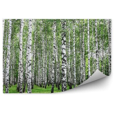 Fototapeta na ścianę Wiosenny las brzozowy białe pnie