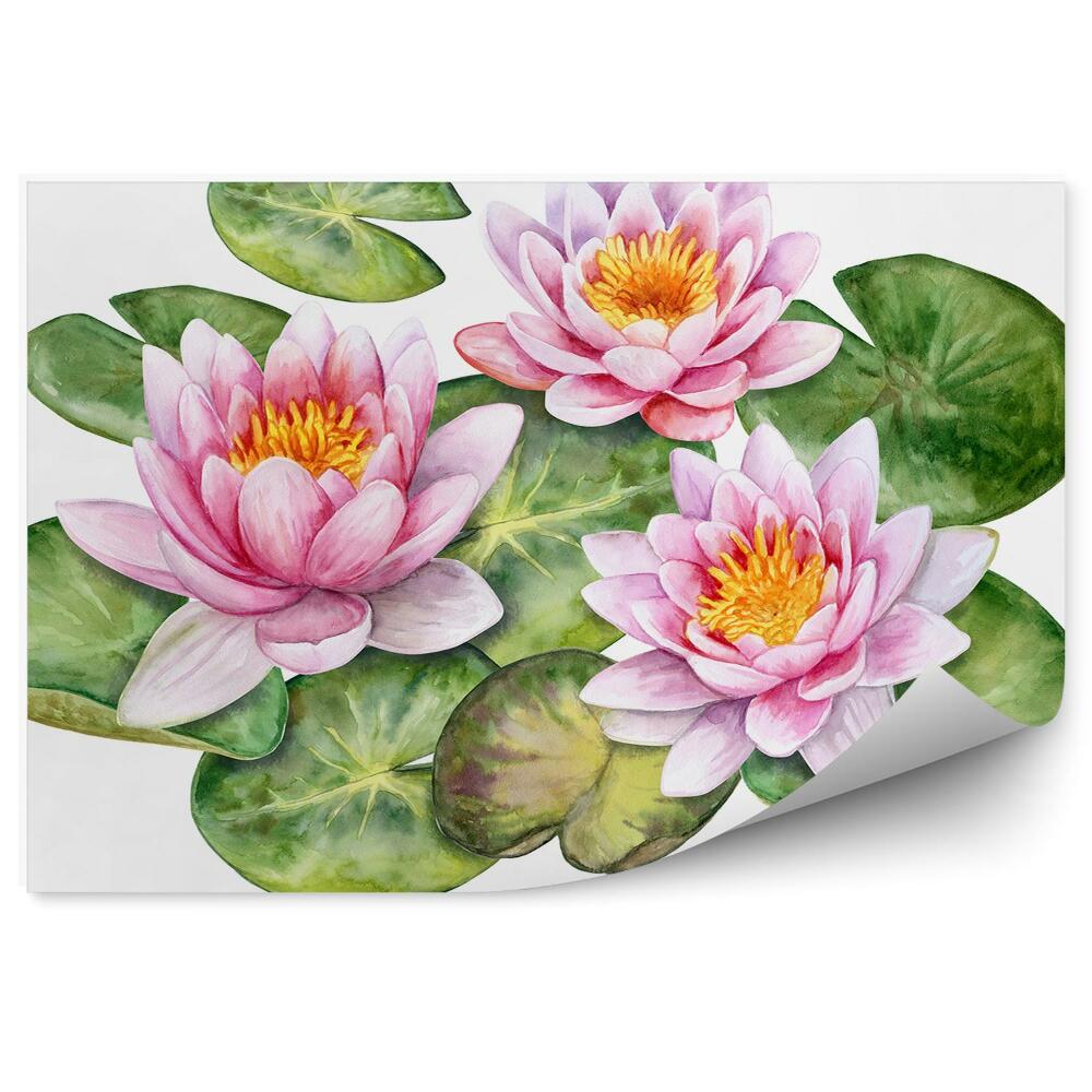 Okleina ścienna Rysunek rycina lilie wodne na białym tle