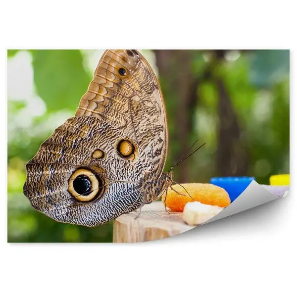 Fototapeta Motyl sowa duże skrzydła oczy owoce stolik