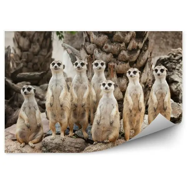 Fototapeta Surykatki