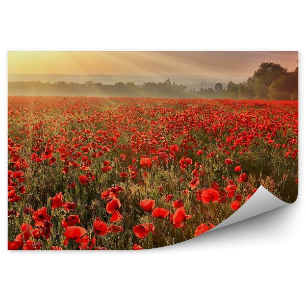 Fototapeta na ścianę Pole maku kwiaty rośliny drzewa zachód słońca