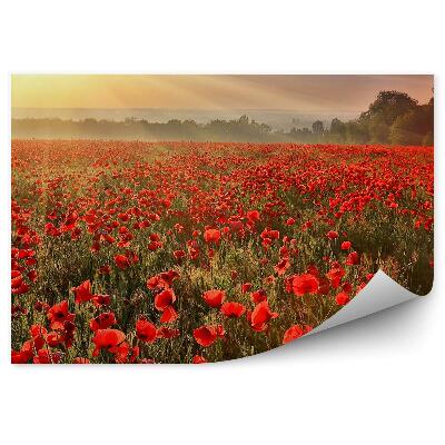 Fototapeta na ścianę Pole maku kwiaty rośliny drzewa zachód słońca