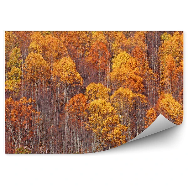 Fototapeta na ścianę Jesienny las brzozowy