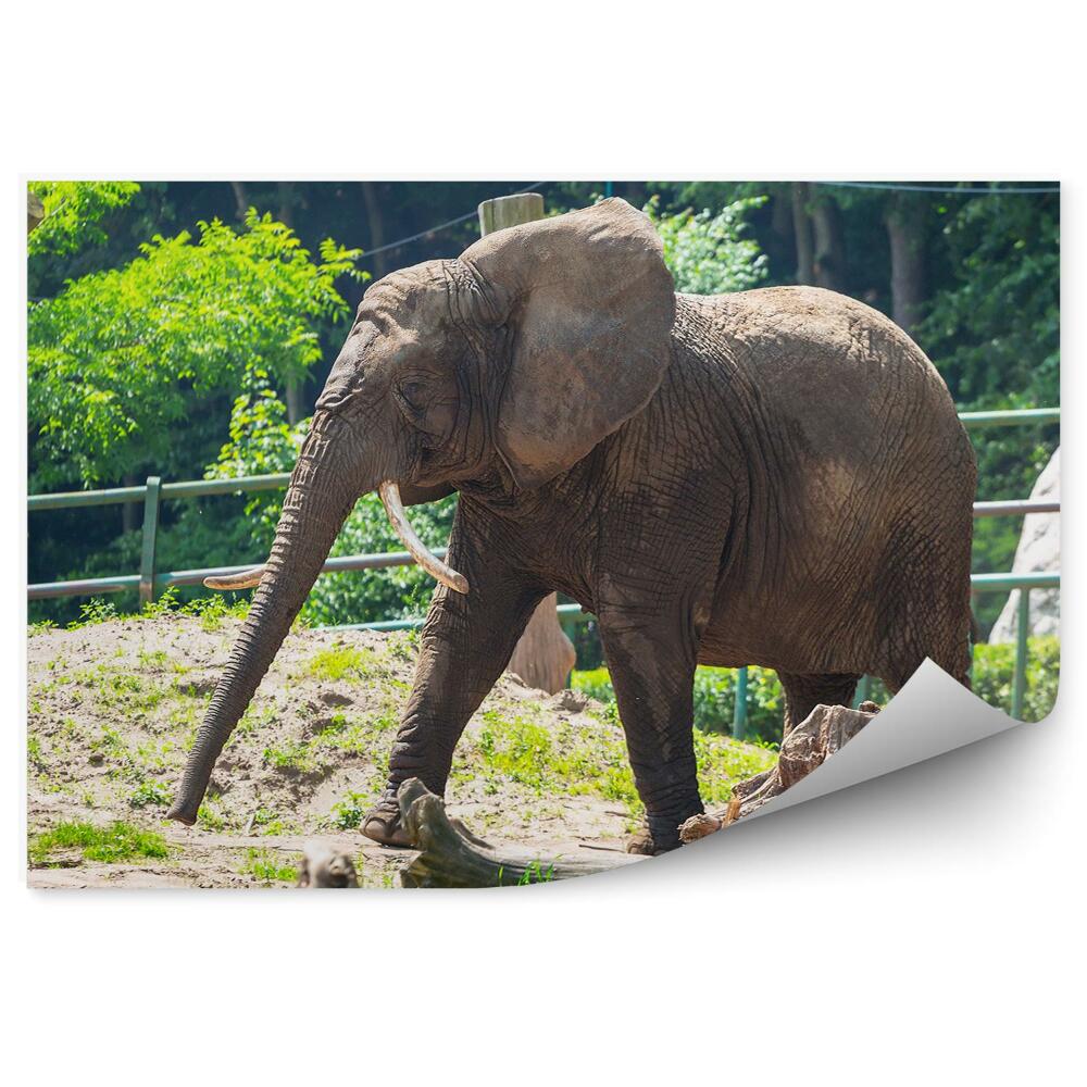 Okleina ścienna Słoń na wybiegu