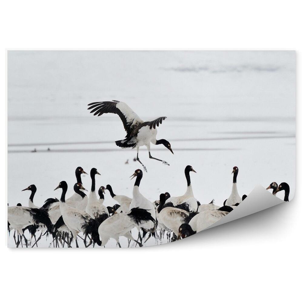 Okleina ścienna Stado żurawi na śniegu