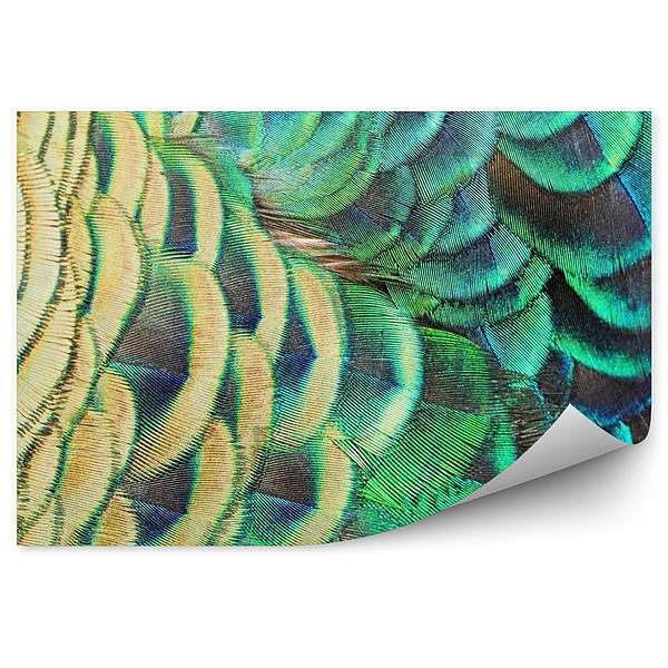 Fototapeta Zielone pawie pióra
