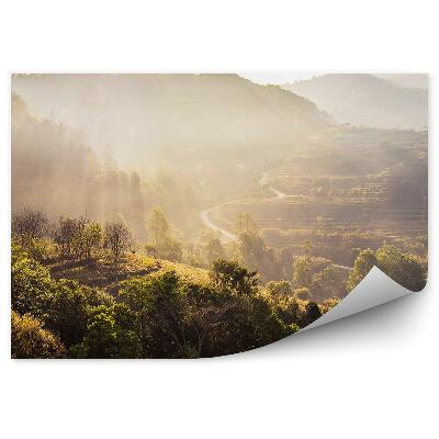 Okleina na ścianę Widok na las drzewa promienie słońca