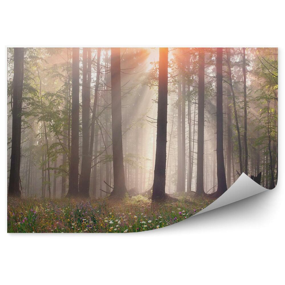 Fototapeta na ścianę Las mgła trawa drzewa polana