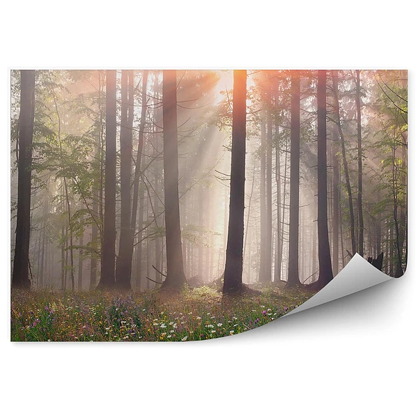 Fototapeta na ścianę Las mgła trawa drzewa polana