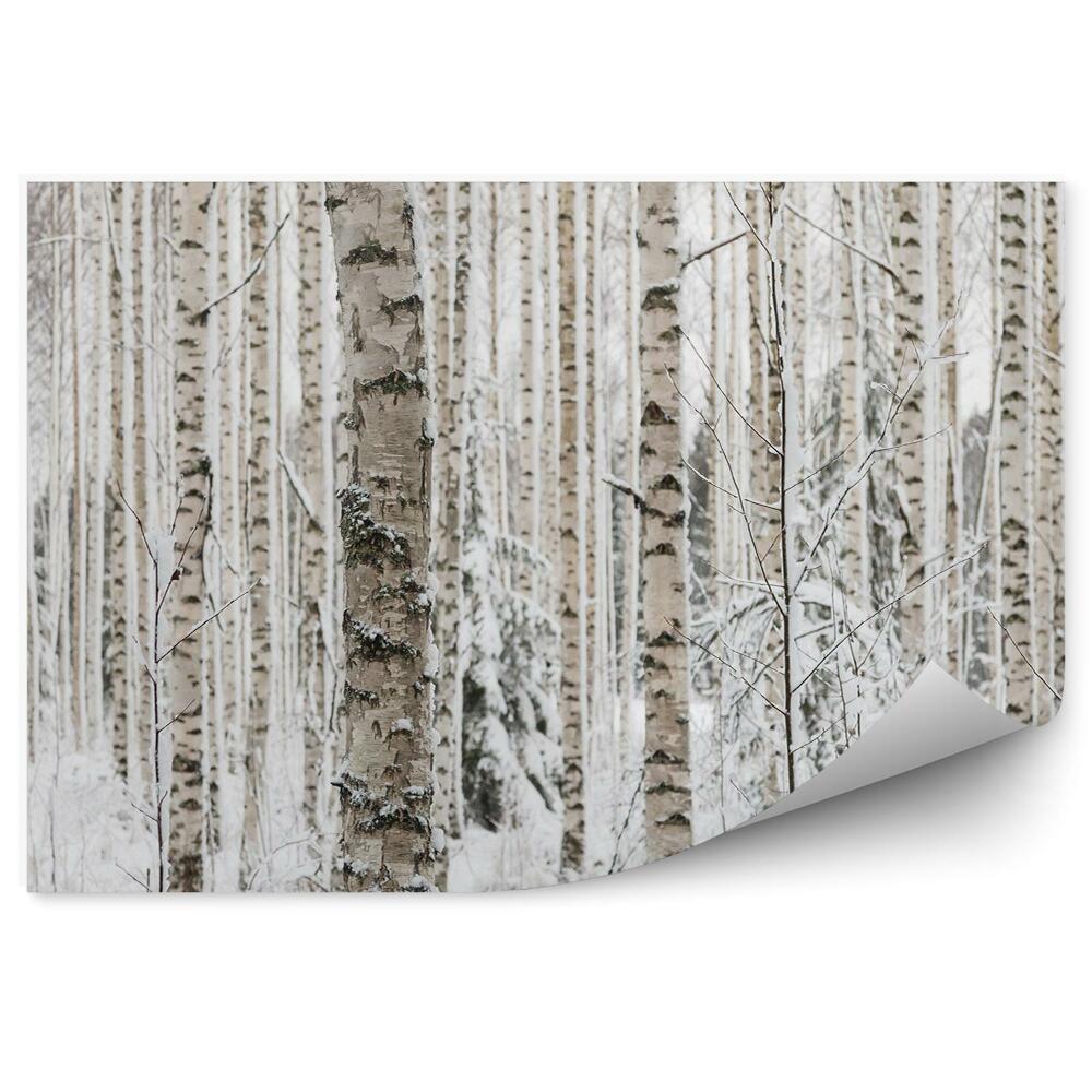 Okleina ścienna Zimowy las brzozowy