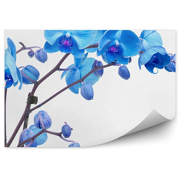 Fototapeta na ścianę Niebieski kwiat orchidei