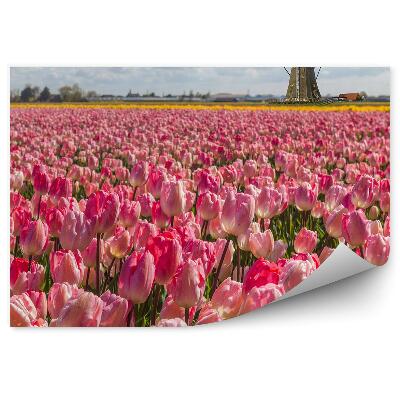 Fototapeta na ścianę Różowe tulipany wiatraki niebo chmury holandia