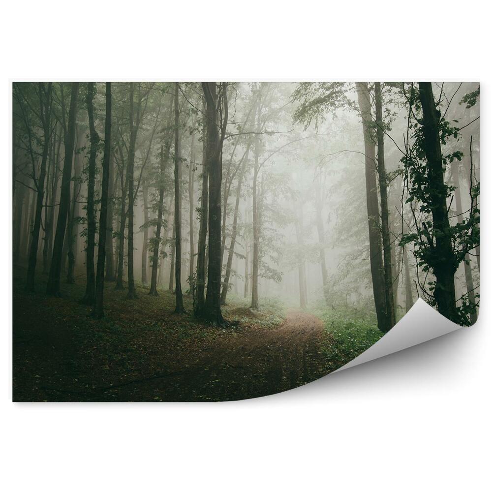 Okleina ścienna Ścieżka las drzewa