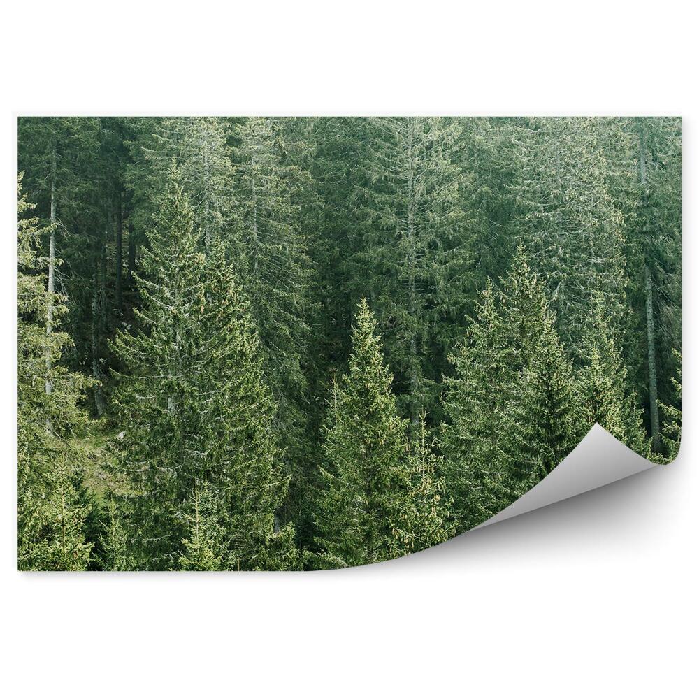 Fototapeta Lasy iglaste widok