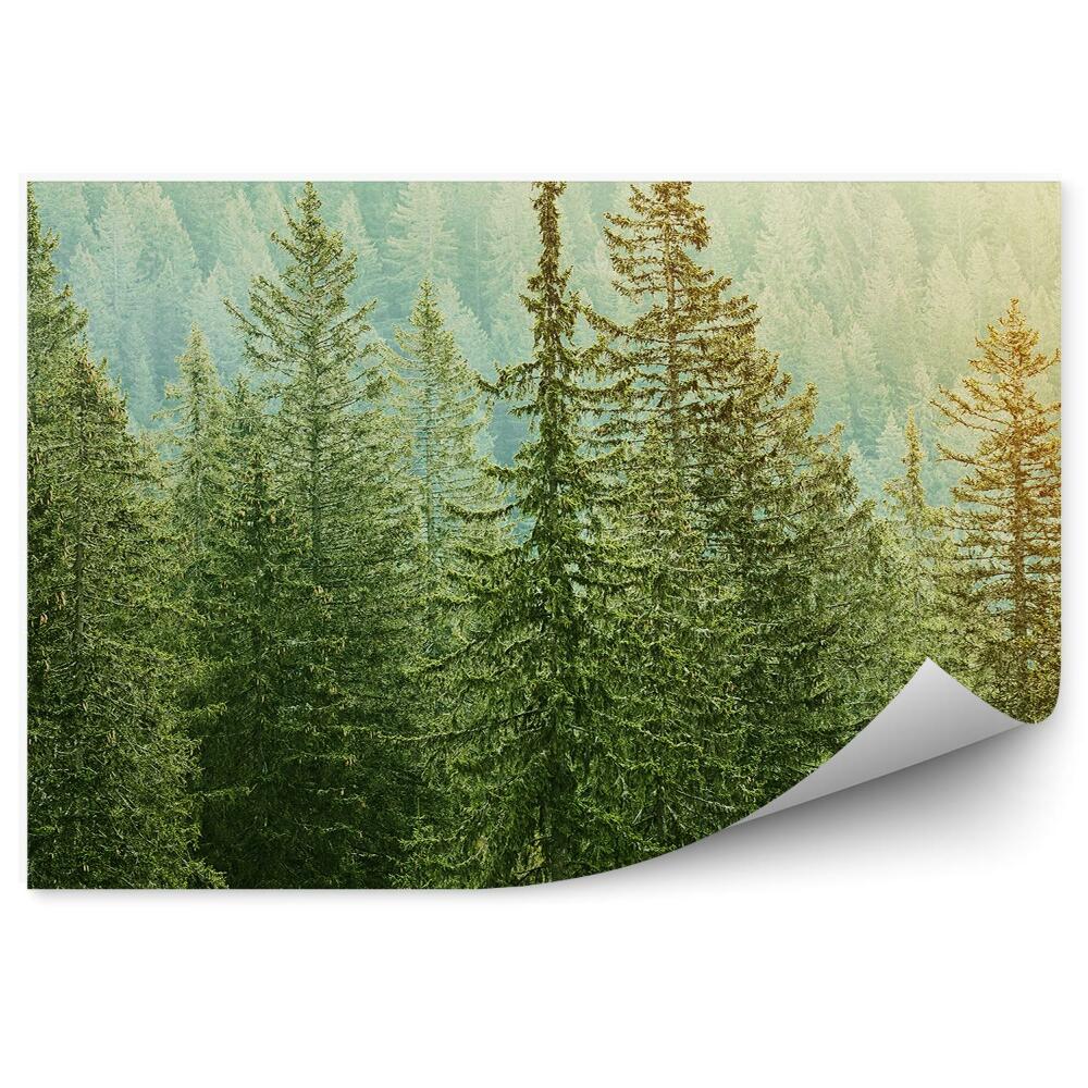 Fototapeta Lasy iglaste widok