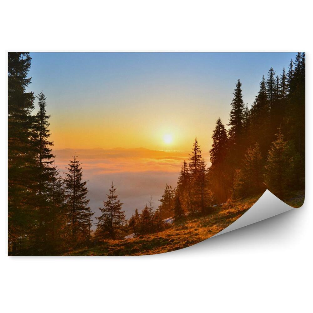 Fototapeta Wschód lasu w górach wiosną las