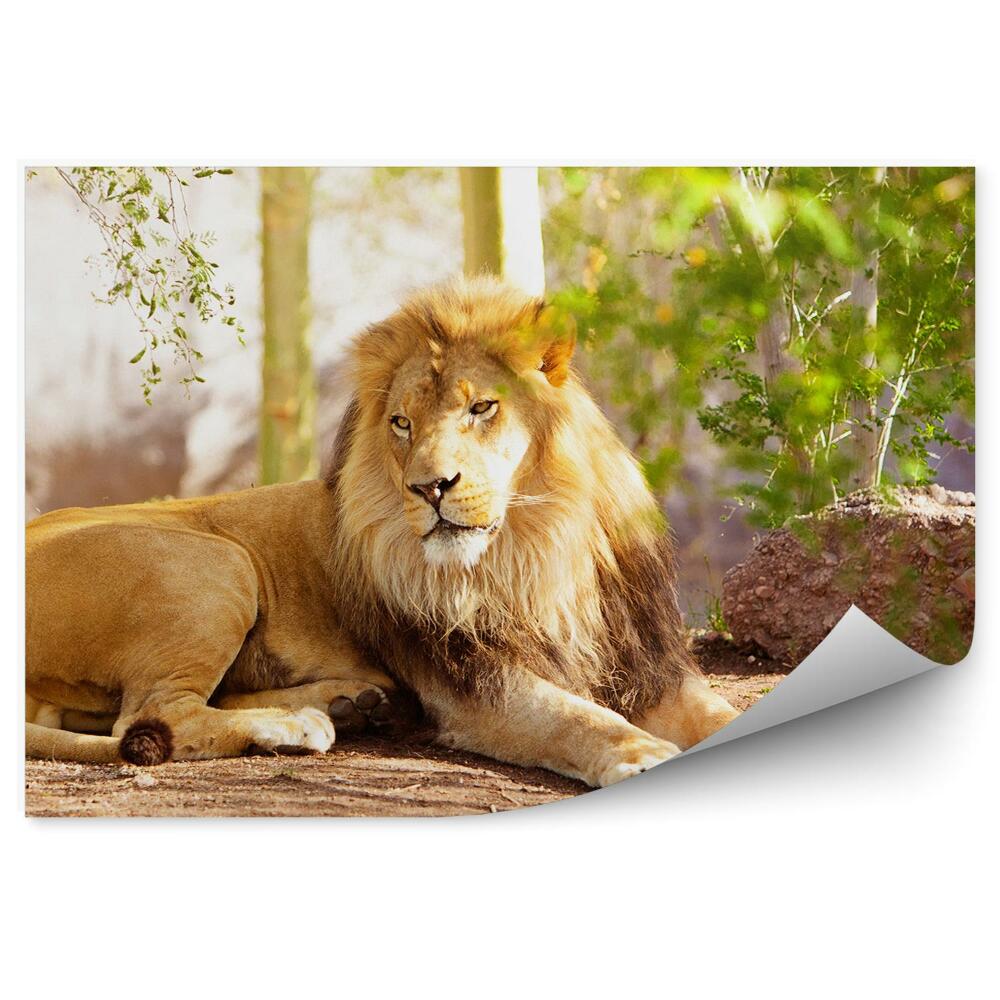 Okleina ścienna Lew leżący na ziemi w dżungli