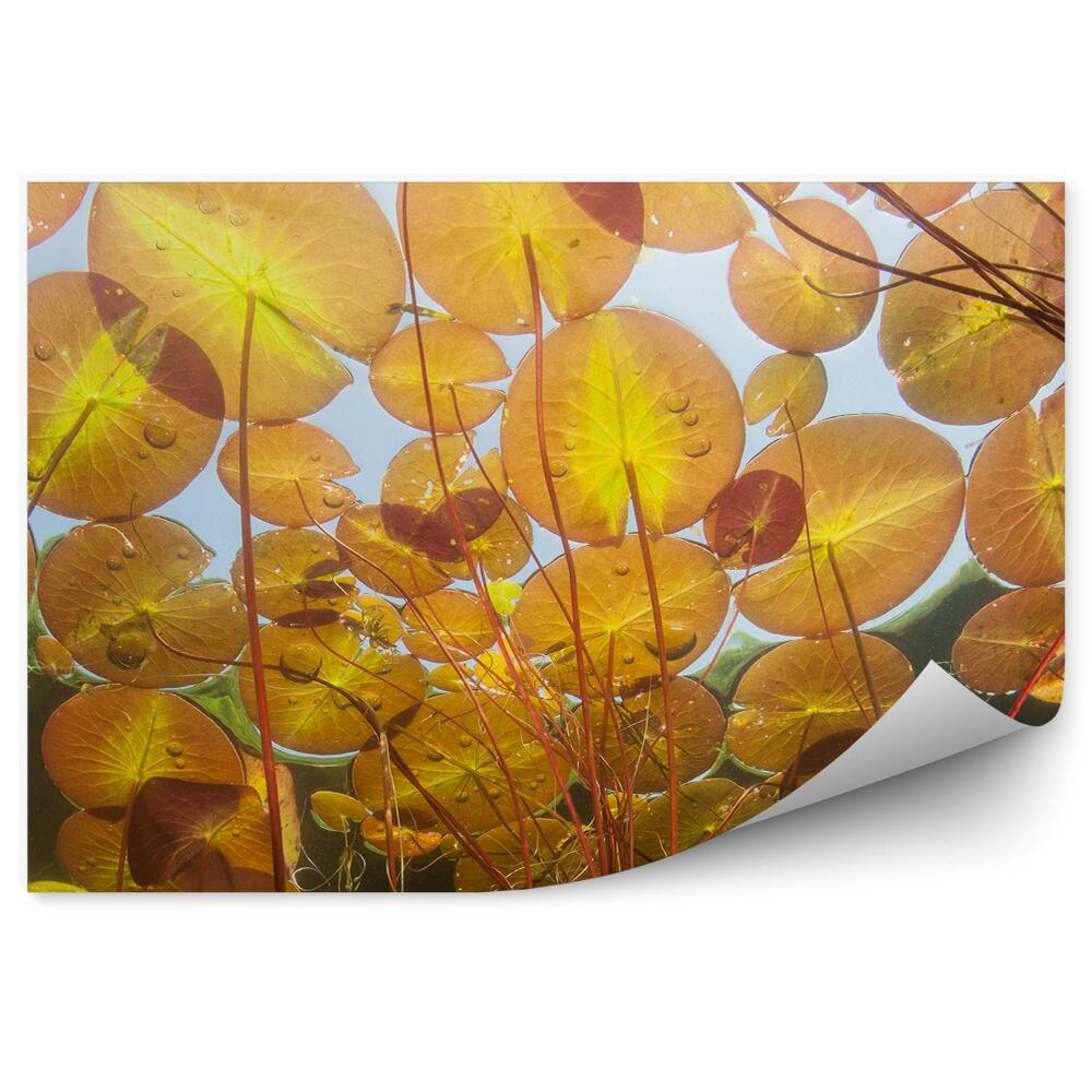 Okleina ścienna Pomarańczowe lilie podwodne