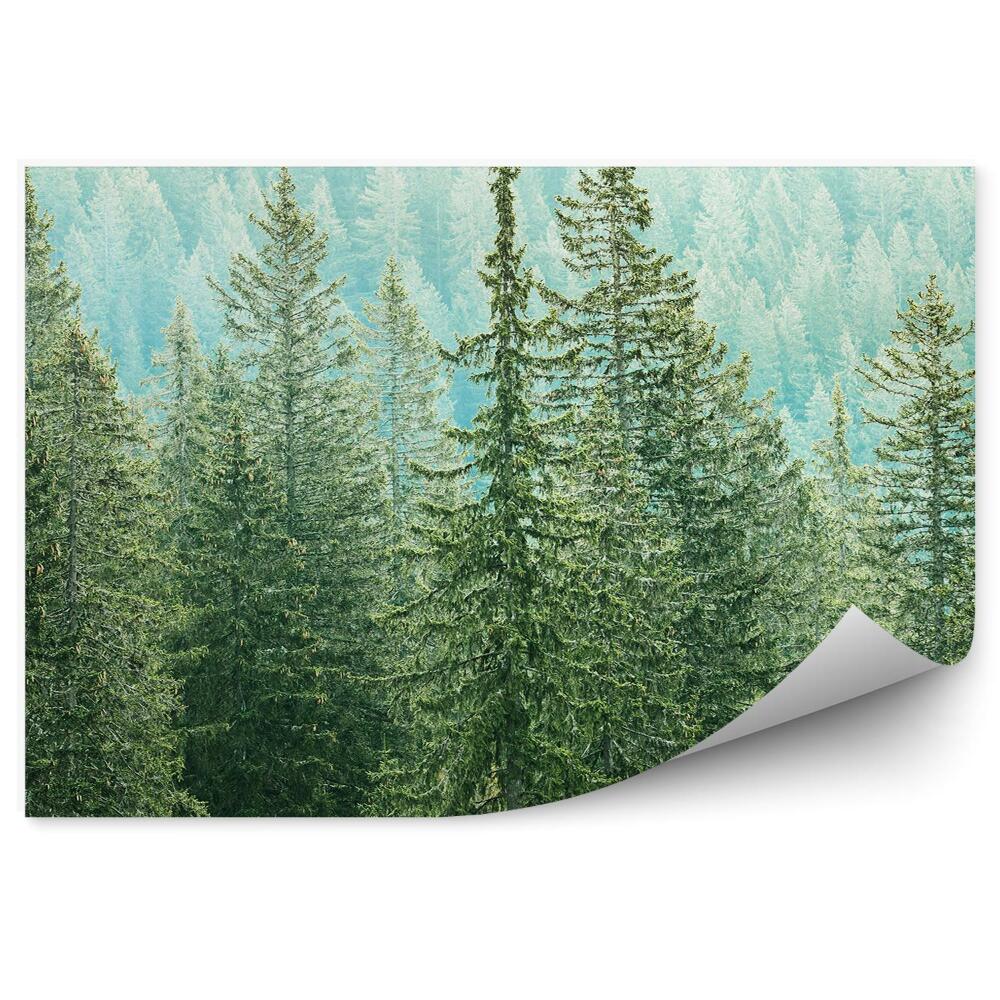 Fototapeta Lasy iglaste widok