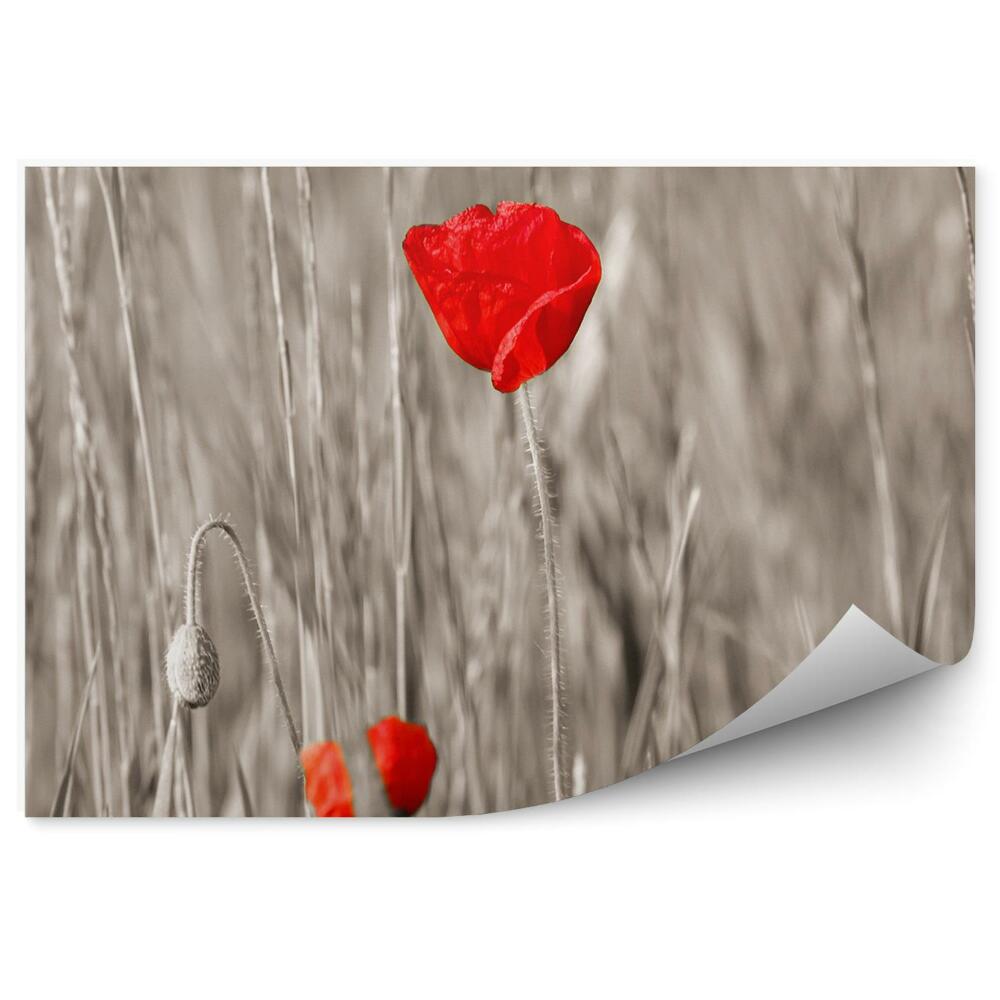 Fototapeta na ścianę Czerwony maki szare łodygi kwiatki płatki