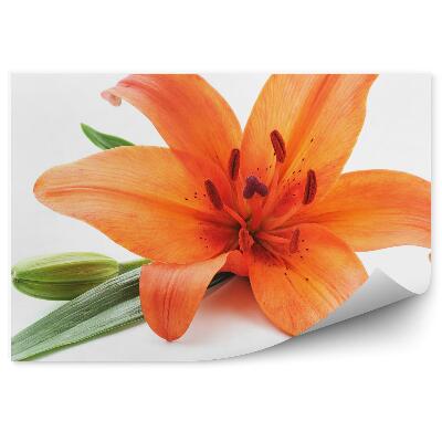 Fototapeta na ścianę Pomarańczowe lilie białe tło