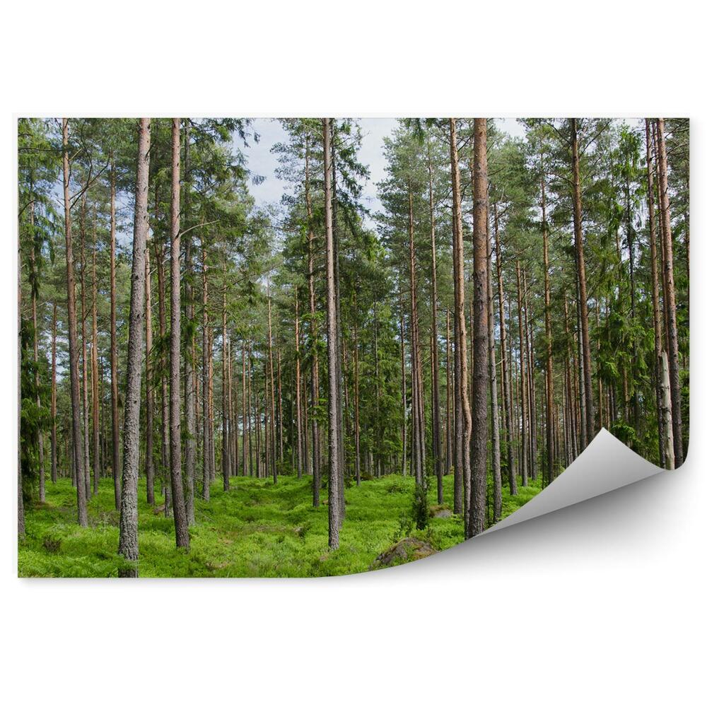 Fototapeta Las iglasty trawa