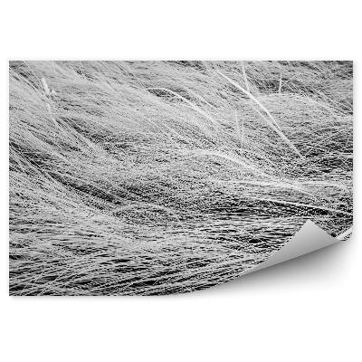 Fototapeta Czarno-białe zdjęcie długie trawy pola