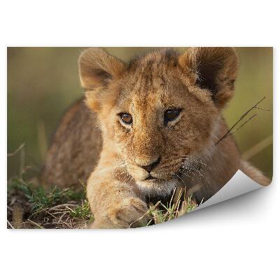 Okleina ścienna Lwiątko na trawie