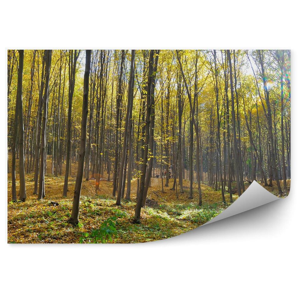 Fototapeta Jesienny las