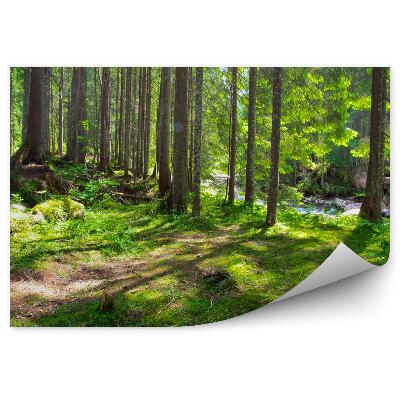 Fototapeta na ścianę Zielony las woda strumień trawa